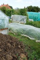 Allotment beds with netting protection and heap of horse manure in foreground - Orford, Suffolk