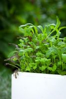 Baby salad leaves mixture grown in old polystyrene fish box. Includes Cress 'Bubbles', mibuna and Mustard 'Red Frills'