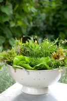 Mixed salad leaves in a colander including lettuce, rocket and mizuna