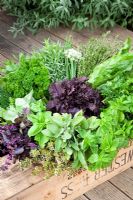 Harvested herbs in a shallow wicker basket including sage, basil, rosemary, parsley, fennel and coriander