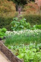 The vegetable garden at Perch hill with garlic chives - Allium tuberosum - and teepee with climbing pumpkins