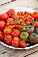 Tomatoes on a silver plate. T. 'Black Krim', 'Sungold', 'Costoluto Fiorentino' and 'Ferline'