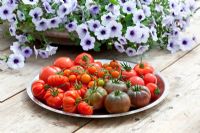 Tomatoes on a silver plate. T. 'Black Krim', 'Sungold', 'Costoluto Fiorentino' and 'Ferline'. Pot of Petunia 'Blue Vein' in the background
