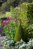 The potager at De Boschhoeve. Cobaea scandens growing on metal support. Clipped box cone topiary.