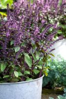 Ocimum basilicum - Basil 'African Blue' in a galvanised container