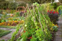 Gourds growing over tent structure made of poles in the potager at De Boschhoeve