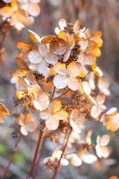 Hydrangea paniculata 'Bulk Early Sensation '