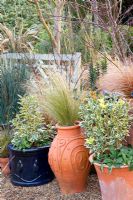 Winter patio with Stipa tenuissima, Juncus patens 'Carmans Gray', Carex buchananii 'Red Rooster' and Euonymus japonicus