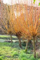 Salix alba 'Britzensis' and Salix alba 'Hutchinsons Yellow'