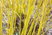 Cornus stolonifera 'Flaviramea'