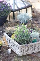 Basket with herbs ready for planting including Lavandula, Thymus, Helichrysum italicum and Salvia officinalis