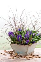 Hyacinthoides 'Peter Stuyvesant' - Forced hyacinths in a wooden container