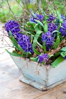Hyacinthoides 'Peter Stuyvesant' - Forced hyacinths in a wooden container
