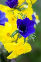 Anemone coronaria 'Mr Fokker' with Narcissus in vase