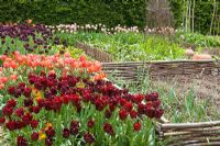Tulips in the vegetable garden at Perch Hill in spring. Low woven hazel fences