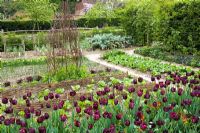 Tulips in the vegetable garden at Perch Hill in spring. Tulipa 'Queen of Night'