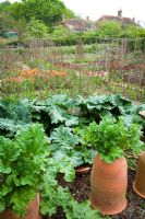 The vegetable garden at Perch Hill in spring. Forced rhubarb in the foreground
