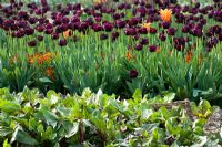 Looking over spinach towards tulips in the vegetable garden at Perch Hill