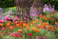 Tulipa 'Ballerina' and 'Doll's Minuet' with wallflowers and honesty in the cutting garden at Perch Hill