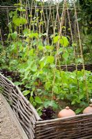 Runner beans grown up canes with low woven hazel hurdles edging the beds