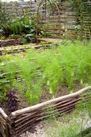 Fennel bed in the vegetable garden at Perch Hill with low woven hazel hurdles edging the beds. Rusty iron arbour