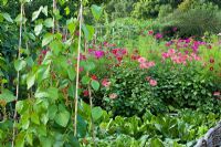 The vegetable garden at Perch Hill in autumn. Runner beans, Dahlia 'Pontiac' and Cosmos 'Dazzler'. Woven hazel edging