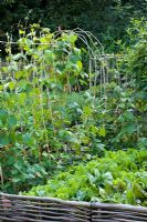 Runner beans in the vegetable garden at Perch hill