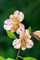 Alstroemeria 'Elvira'