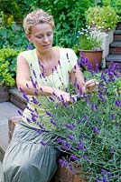 Lady cutting Lavandula 'Hidcote' for cut flowers