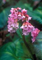 Bergenia Baby Doll