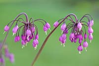 Allium cernuum