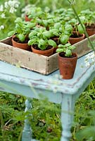 Ocimum basilicum - Basil seedlings in terracotta pots in a wooden tray on a table, surrounded by wild grass and cow parsley.