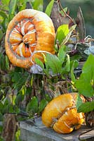 Cucurbita 'Turk's Turban', Portrait of variegated bright orange squash on wooden shelf.