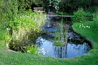 Garden Pond, May. Plants include - Phragmites australis variegatus, Iris, Nymphaea
