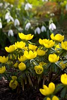 Eranthis tubergenii 'Guinea Gold' - Winter Aconite
