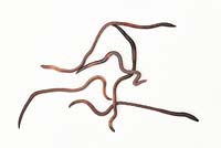 Lumbricus terrestris - Common earthworms on white background