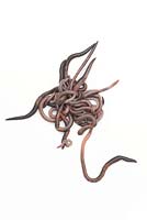 Lumbricus terrestris - Common earthworms on white background