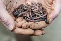 Lumbricus terrestris - Gardeners hands holding common earthworms 