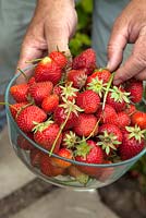 Harvesting strawberries