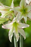 Amaryllis 'Emerald'