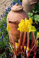 Rhubarb forcer with Rhubarb 'Timperley Early' and Muscair - Grape Hyacinths
