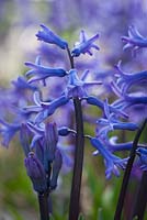 Hyacinthus orientalis 'Anastasia'