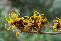 Hamamelis mollis 'Nymens'