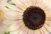 Helianthus annuus 'Pastiche' - Sunflower 