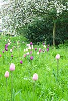 Malus floribunda - Crabpples in blossom with underplanted Tulipa in meadow grass - varieties inc T. 'Peerless Pink', T 'Negrita' and T 'Snowstar'