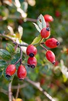 Rosa canina - Wild Rosehips in the hedgerow