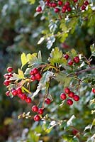 Crataegus monogyna - Hawthorn berries in hedgerow