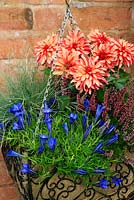 Late summer and autumn hanging basket lined with hessian and planted with Gentiana 'Blue Silk', Festuca glauca 'Elijah Blue', dwarf Dahlia 'Art Deco' and pink Calluna vulgaris - Heathers
