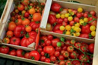 Nine cultivars of home grown Tomatoes harvested in recycled orange boxes - Tomato 'Country Taste' (large beefsteak), 'Sungella', 'Sungold' and 'Conchita', 'Roma' (plum) and 'Sweet 'n' Neat' red and yellow and 'Shirley' and 'Gardeners Delight' (cherry on the vine)