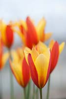 Tulipa clusiana chrysantha 'Tubergens' - Lady Tulip, also known as Candlestick Tulip